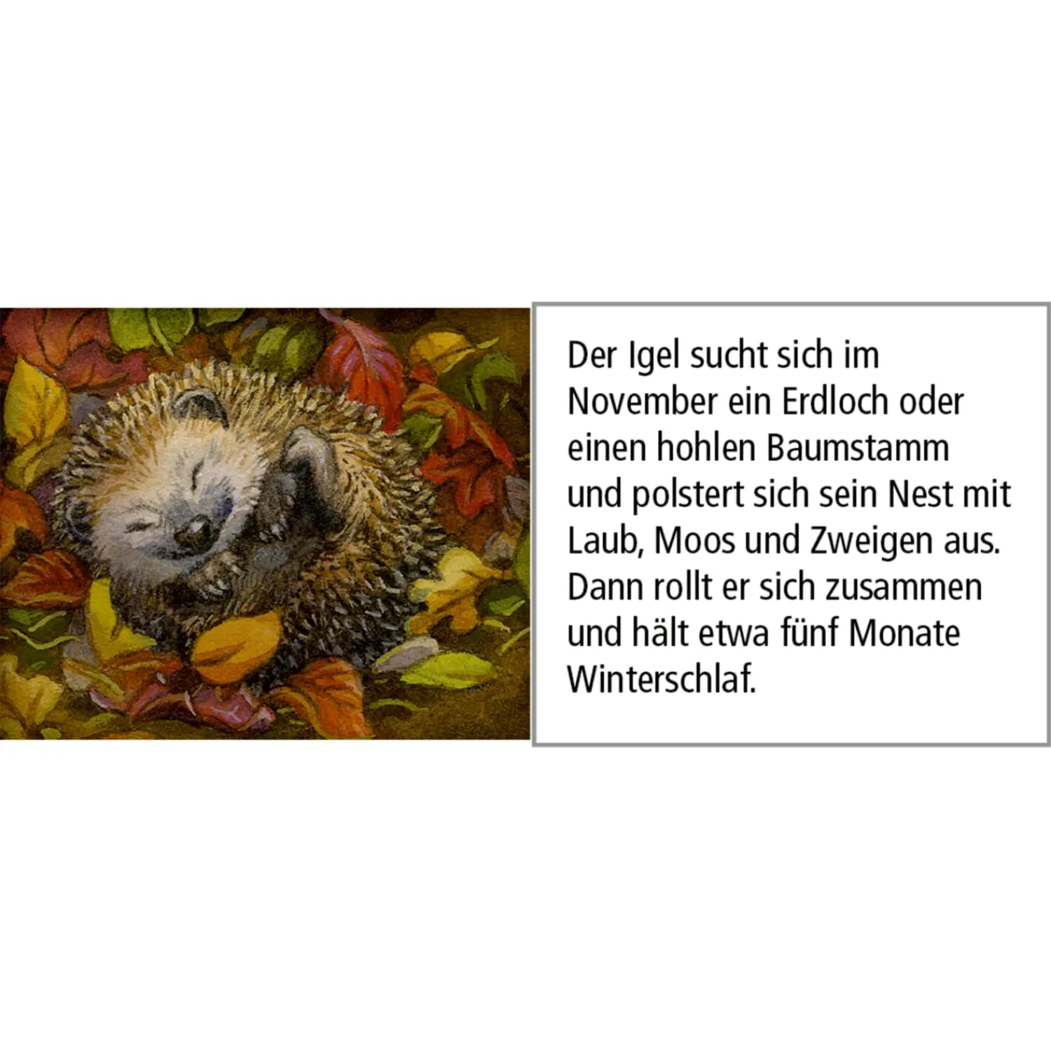 Käthe Wohlfahrt Adventsdeko & Kalender<Adventskalender "Tiere Im Winterwald"